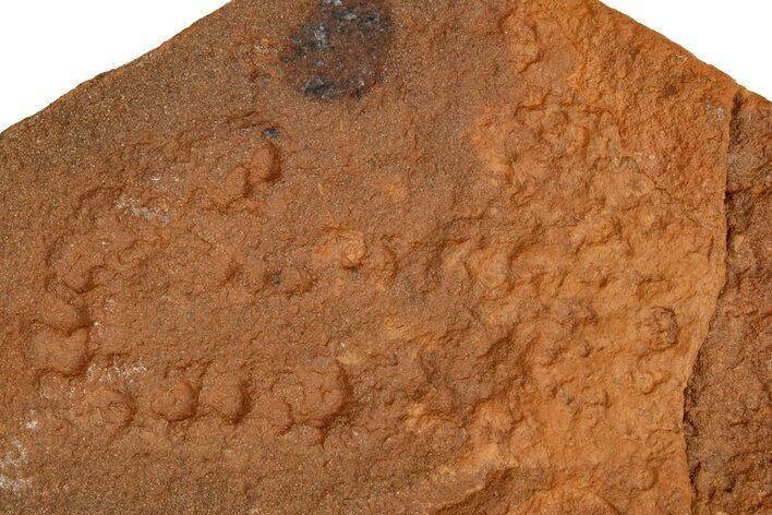 Horodyskia Fossil Slab - Oldest Known Multicellular Life #180008